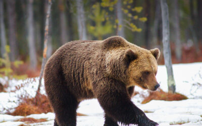 Rekordstora björnjakten oroar