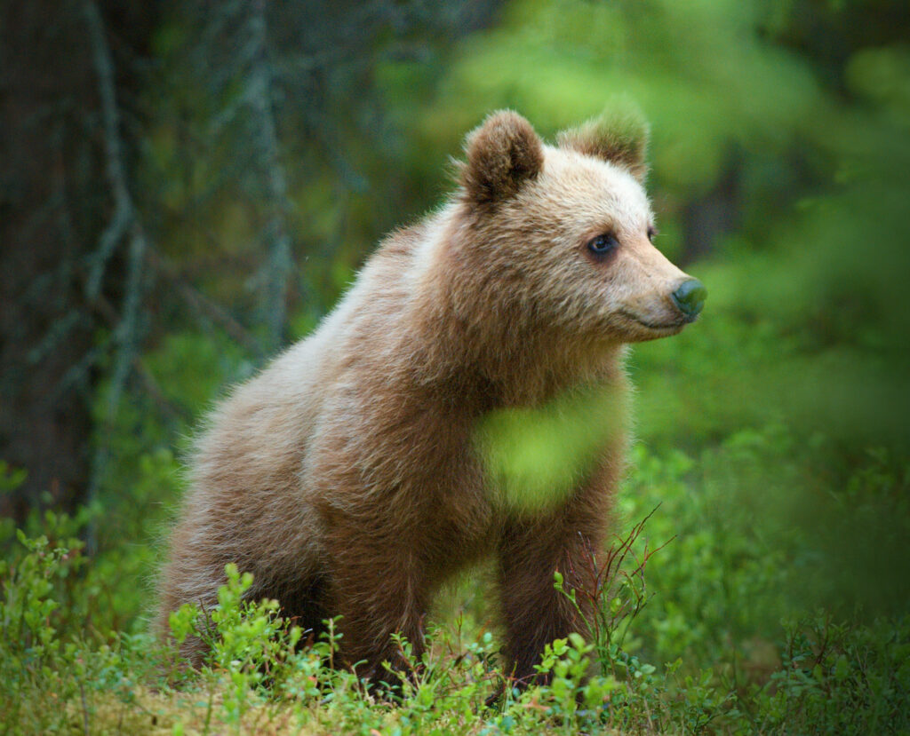 Ung brunbjörn i blåbärsriset.