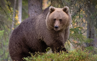 Rekord i massjakt på våra fridlysta björnar