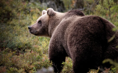 Lyssna på debatt i P1 Morgon mellan Rovdjursföreningen och Jägareförbundet angående björnjakten