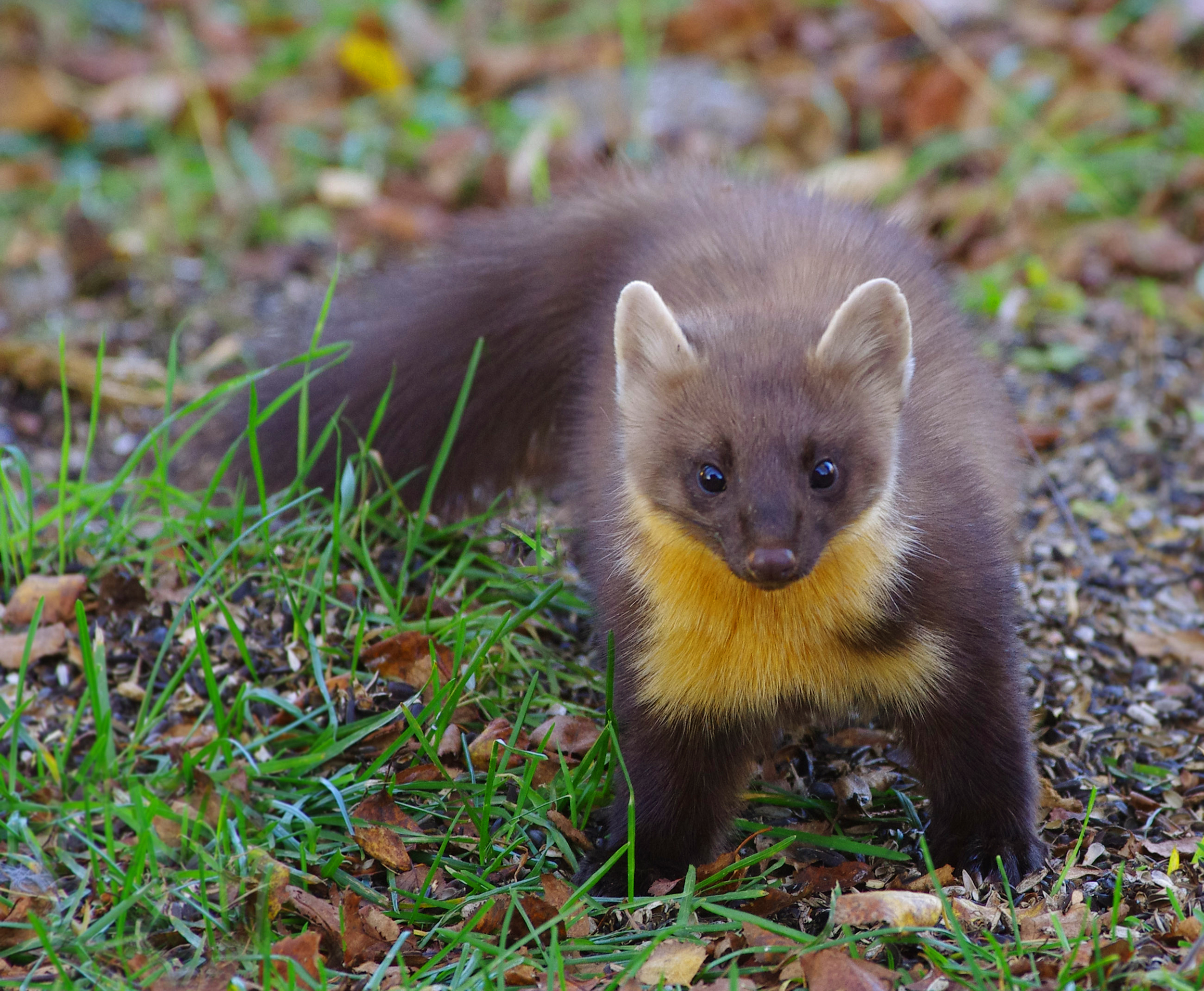ÖSTERGÖTLAND: Mindre rovdjur i Sverige med naturfotografen Hans Ring