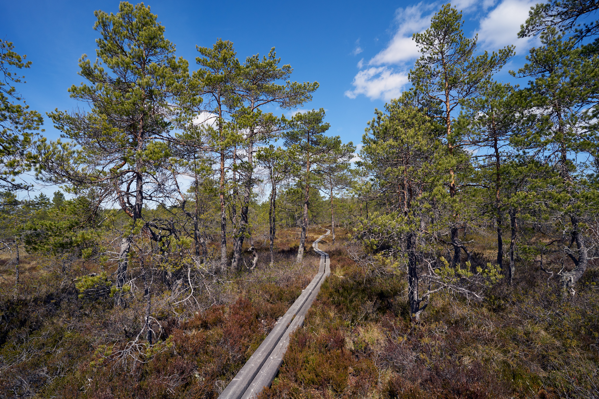 Bild från Florarnas naturreservat i Uppland.