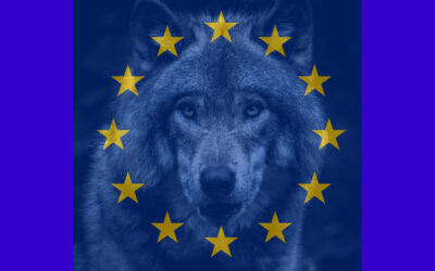 EU-kommissionen försvarar art- och habitatdirektivet – fortsatt skydd för varg och andra stora rovdjur