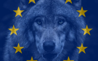 SRF skriver gemensam protest till EU om vargfrågan