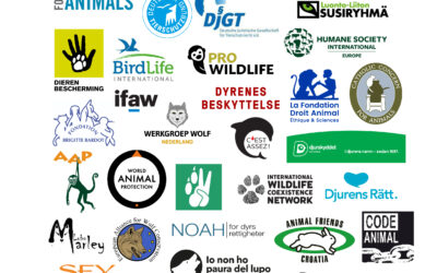 29 organisationer skriver gemensamt brev till EU rörande den svenska varg- och lodjursjakten.