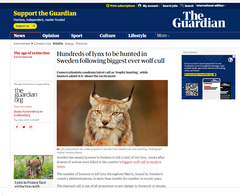 Nyhetssida från The Guardian med bild på lodjurshuvud och text om svensk lodjursjakt.