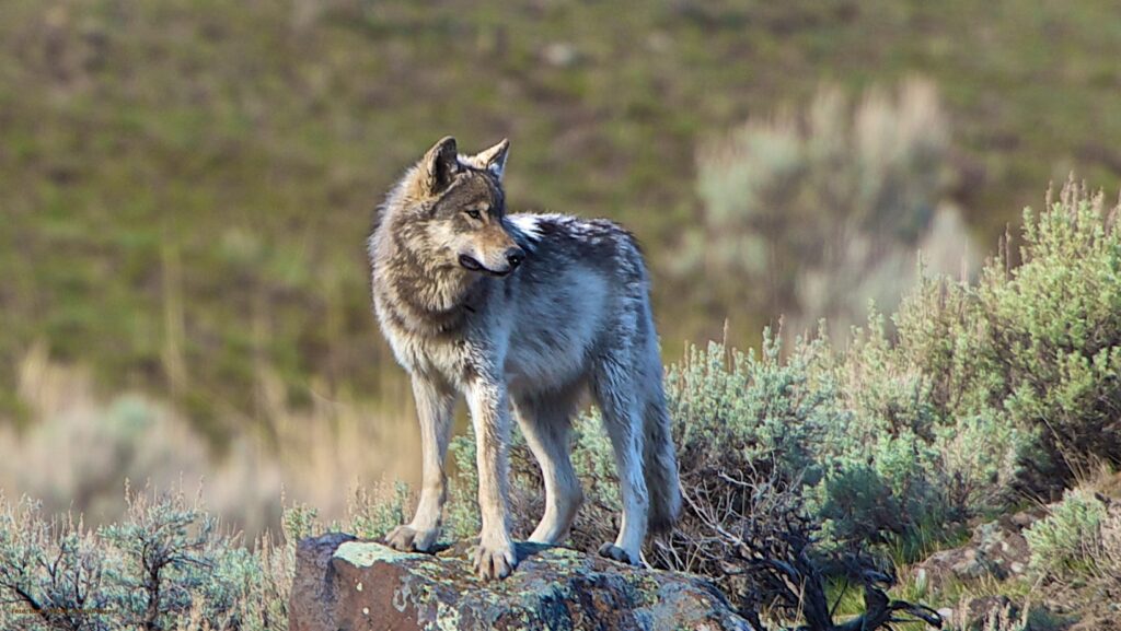 Reintroducerade vargar i nationalparken Yellowstone, USA