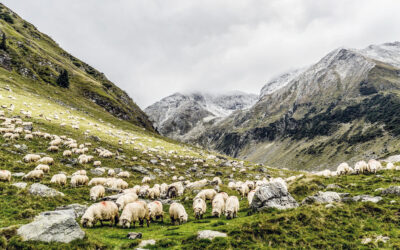 Noll vargangrepp när ideella fåraherdar vaktar i Schweiz