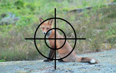 Gemensamt upprop mot jakttävlingen ”Rovdjurskampanjen”