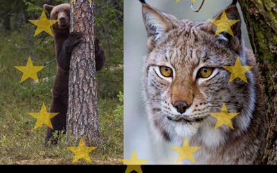 Försöker Sverige smyga in en sänkning av EUs skyddssstatus även på lodjur och björn?