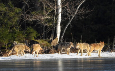 Överraskning på Vargens Dag