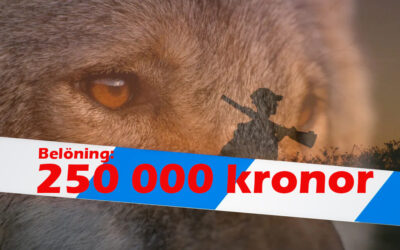 Stort mediaintresse för belöning för jaktbrott