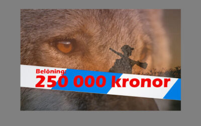 250 000 kronor i belöning för tips om illegal jakt på stora rovdjur