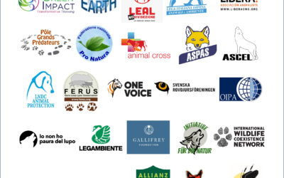 Debattartikel från WWF och öppet brev till EU från över 75 internationella organisationer för att rädda vargen