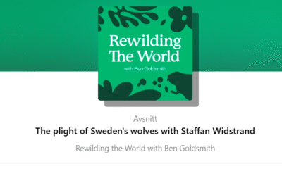 Podcast om Sveriges rovdjurspolitik