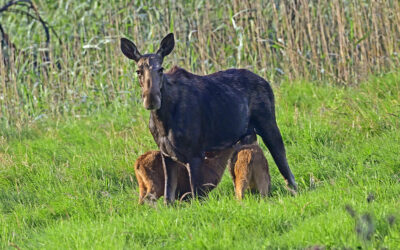 Varg och björn är viktiga för en älgstam i balans