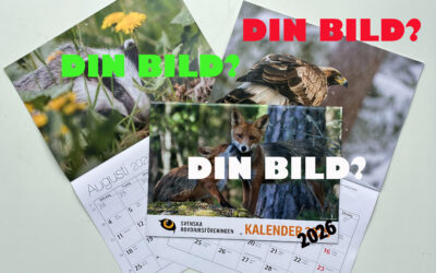 Vi vill ha din bästa rovdjursbild till vår kalender!
