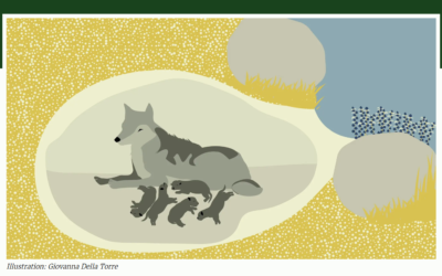 Filmtips: 25 års skandinavisk vargforskning på 25 minuter