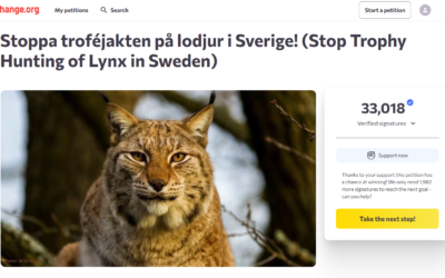 Skriv under vår protestlista mot lodjursjakten!