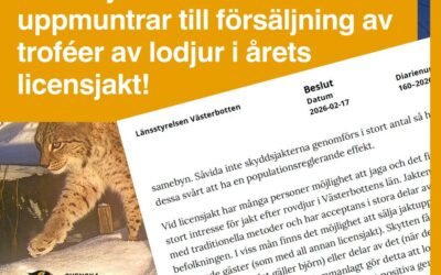 Lönsam troféjakt och skinnförsäljning anförs som skäl för jakt på lodjur