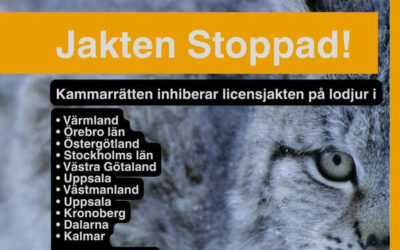 Lodjursjakten stoppad i 10 län i väntan på slutligt besked!