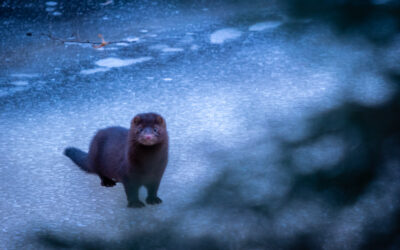 Kåseri: Möte med en laglös