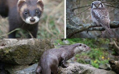 Vinnare och förlorare i nya rödlistan