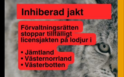 Lodjursjakten nu stoppad i SAMTLIGA LÄN