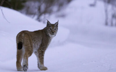 Licensjakten på lo avslutad i södra och mellersta Sverige