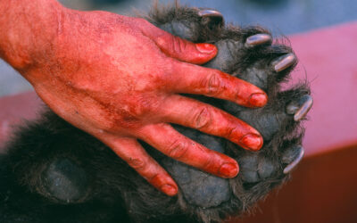 Sex jägare dömda för illegal björnjakt 2023